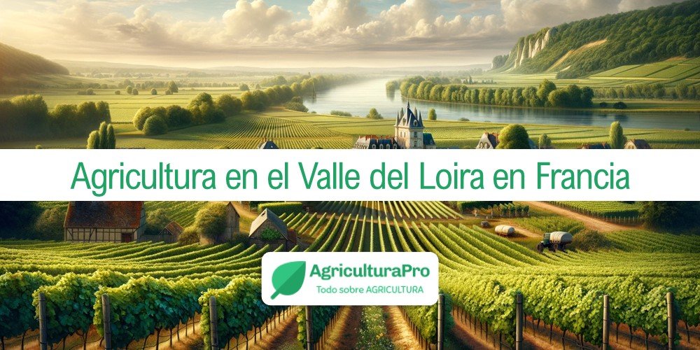 Imagen de la entrada: Agricultura en el Valle del Loira en Francia