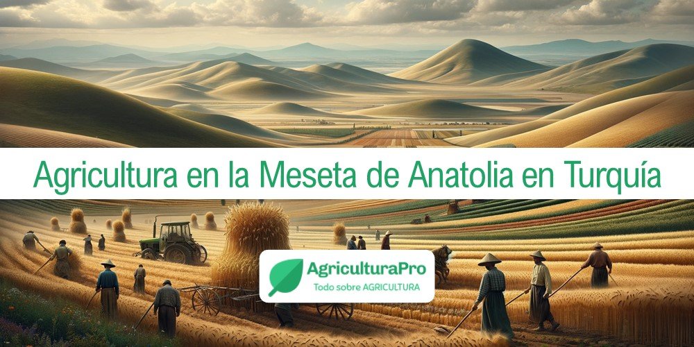 Imagen de la entrada: Agricultura en la Meseta de Anatolia en Turquía